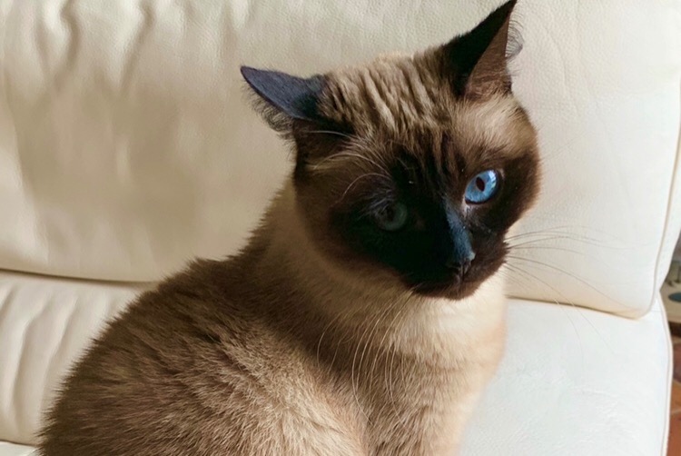 Vermisstmeldung Katze Weiblich , 13 jahre Villeneuve-Saint-Denis Frankreich Vermisstmeldung Katze Weiblich , 13 jahre Villeneuve-Saint-Denis Frankreich