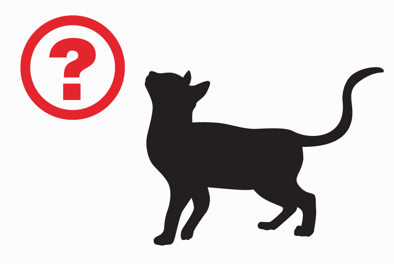 Disappearance alert Cat miscegenation  Male , 12 years La Haute-Maison France