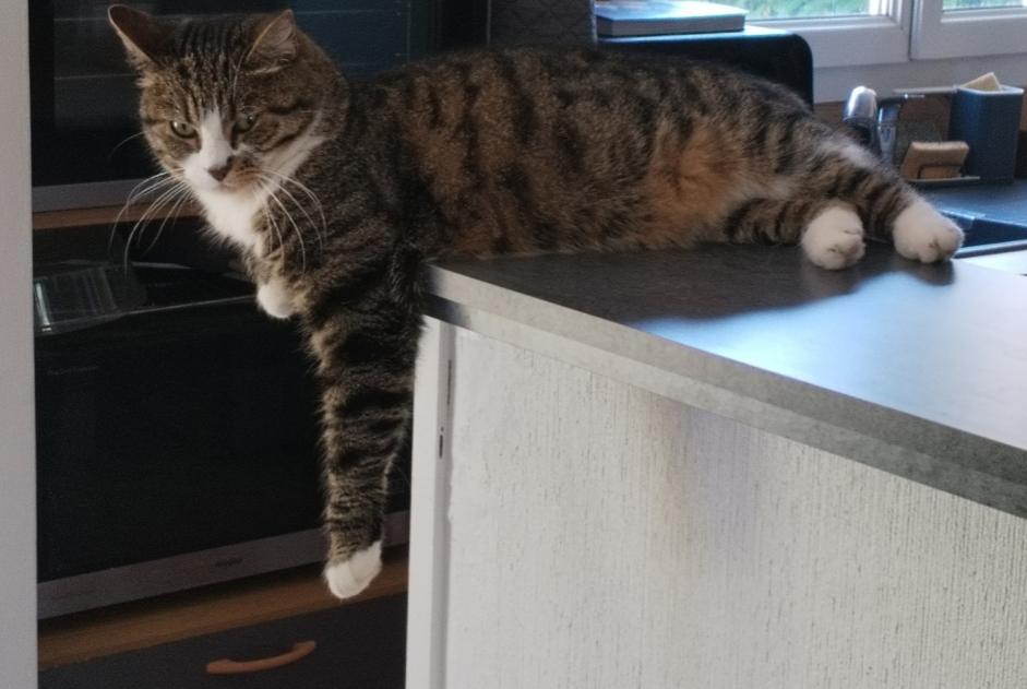Alerta de Desaparición Gato cruce Hembra , 7 años Conches-sur-Gondoire Francia Alerta de Desaparición Gato cruce Hembra , 7 años Conches-sur-Gondoire Francia
