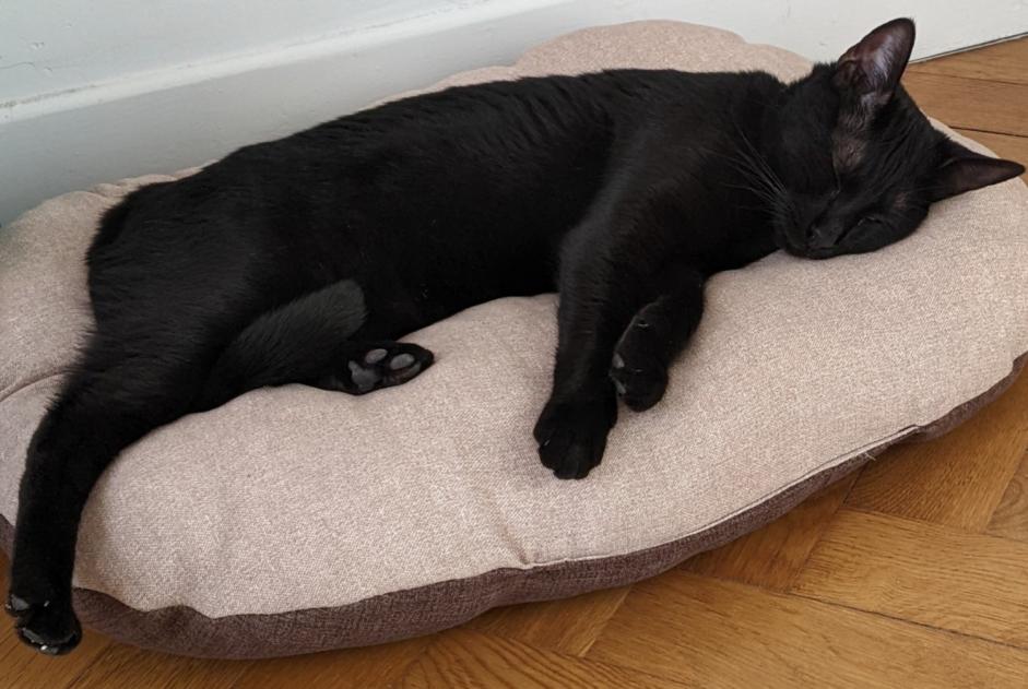 Alerta de Desaparición Gato Hembra , 36 años Bourron-Marlotte Francia Alerta de Desaparición Gato Hembra , 36 años Bourron-Marlotte Francia