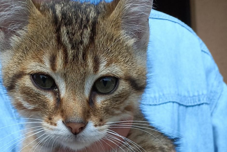 Alerte Découverte Chat Inconnu Longperrier France Alerte Découverte Chat Inconnu Longperrier France