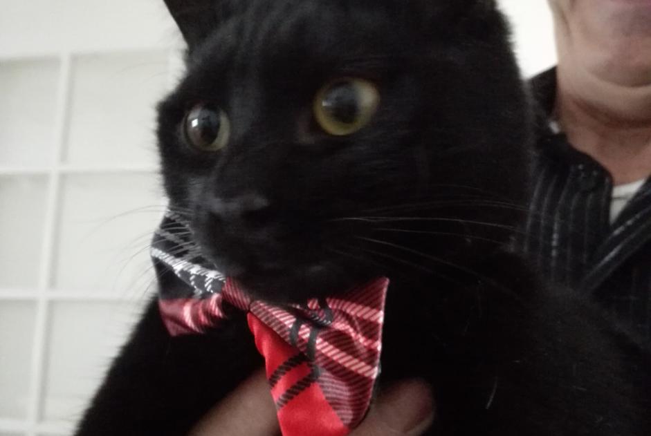 Avviso scomparsa Gatto Maschio , 9 anni Provins Francia Avviso scomparsa Gatto Maschio , 9 anni Provins Francia