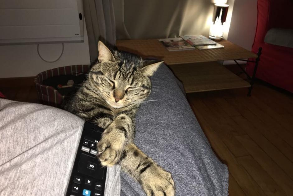 Avviso scomparsa Gatto Maschio , 9 anni Villeparisis Francia Avviso scomparsa Gatto Maschio , 9 anni Villeparisis Francia