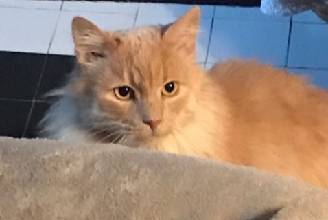 Avviso scomparsa Gatto  Maschio , 10 anni Savigny-le-Temple Francia