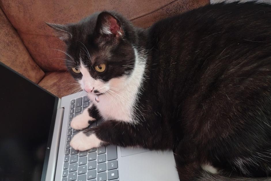 Avviso scomparsa Gatto  Maschio , 8 anni Cesson Francia