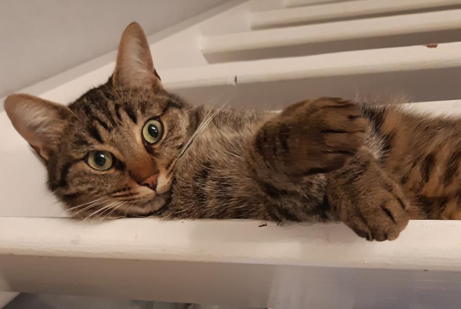 Verdwijningsalarm Kat Mannetje , 5 jaar Othis Frankrijk Verdwijningsalarm Kat Mannetje , 5 jaar Othis Frankrijk
