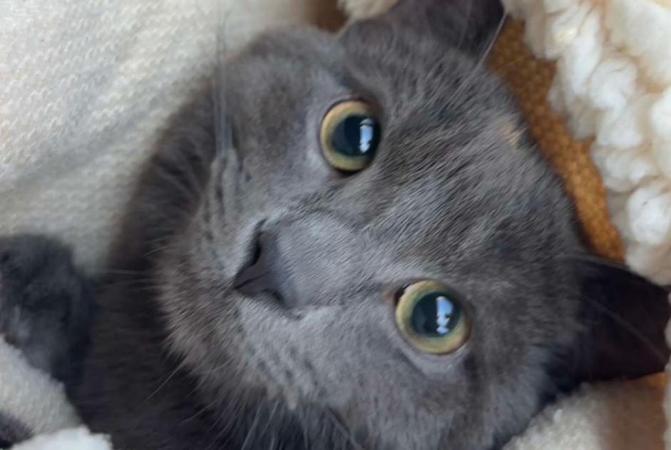 Verdwijningsalarm Kat Mannetje , 1 jaar Mitry-Mory Frankrijk Verdwijningsalarm Kat Mannetje , 1 jaar Mitry-Mory Frankrijk