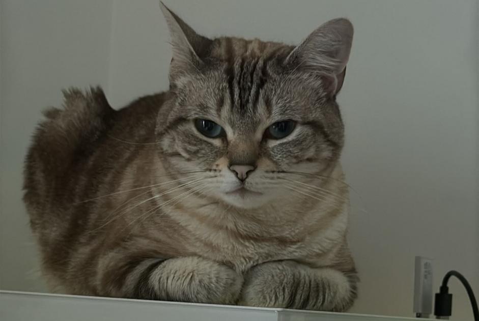 Alerta desaparecimento Gato Fêmea , 3 anos Chessy France