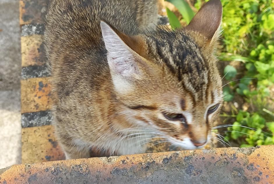 Alerta descoberta Gato Macho Longperrier France Alerta descoberta Gato Macho Longperrier France