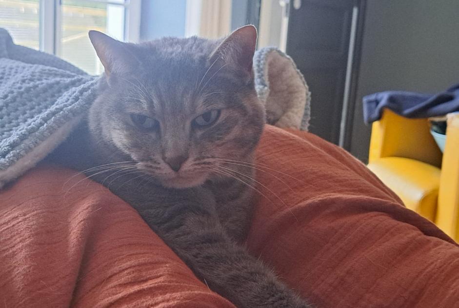 Alerta desaparecimento Gato cruzamento Fêmea , 10 anos Fleury-en-Bière France Alerta desaparecimento Gato cruzamento Fêmea , 10 anos Fleury-en-Bière France